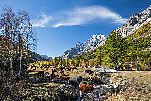 母牛,草场,秋天,高山,山谷,后面,勃朗峰,靠近,意大利