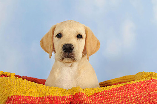 拉布拉多犬,黄色,小狗,7星期大,坐,篮子,动物,奥地利,欧洲