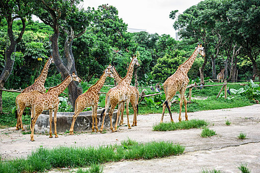 野生动物园里正在活动的长颈鹿