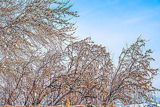 冬日,雪地,蓝天,大树,鸟群