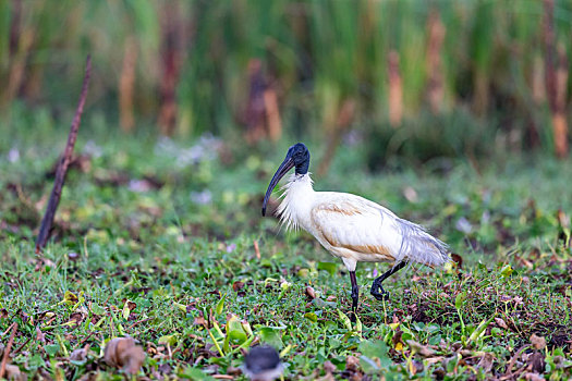 斯里兰卡沼泽地求生的白鹮鸟
