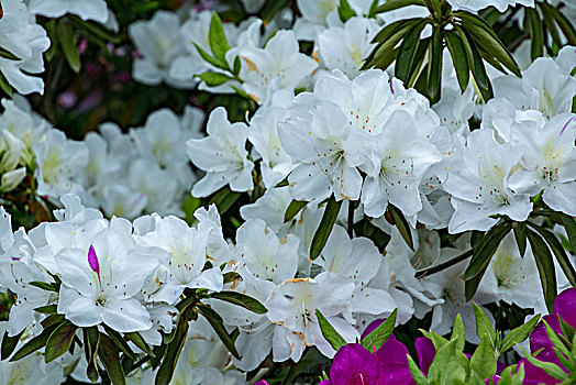 白色杜鹃花卉特写