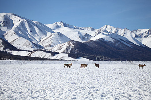 天山马鹿