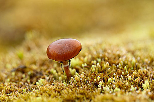 北极,斯瓦尔巴特群岛,野蘑菇,苔原