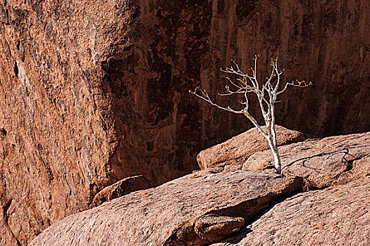 树,石头,杜维尔方丹,纳米比亚,非洲