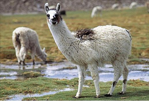 羊驼,哺乳动物,拉乌卡国家公园,智利,南美,动物
