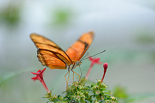 蝴蝶,花,坐