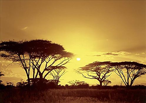 安伯塞利国家公园,肯尼亚