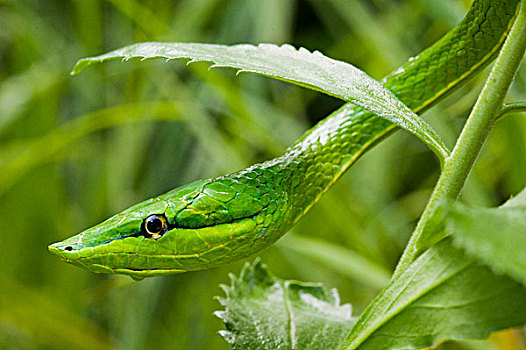 绿色,藤,蛇,保护色,卡拉克穆尔,生物保护区,墨西哥