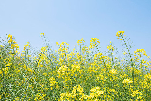 春天油菜花