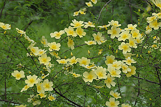 黄色花朵黄刺玫