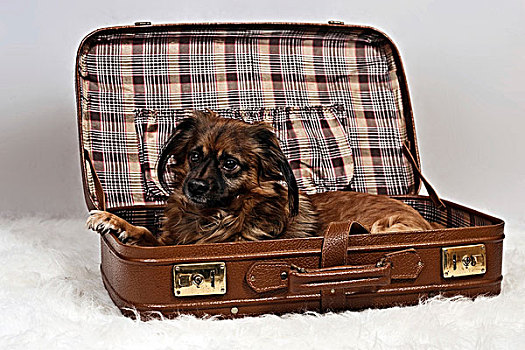 杂种狗,卧,手提箱
