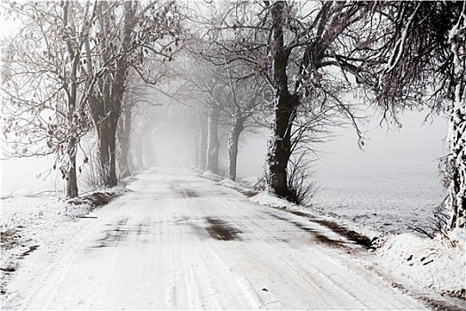 冬天,道路,进入,雾