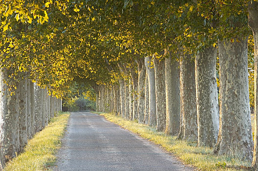 道路,树,卡尔卡松尼,法国