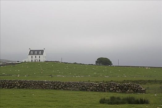 风景,绵羊,饲养,岛,伊斯雷岛,苏格兰,特色,模糊