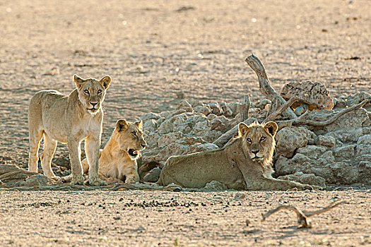 狮子,休息,水坑,卡拉哈迪大羚羊国家公园,北开普,省,南非,非洲