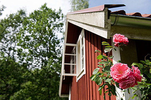 玫瑰,屋舍,背景