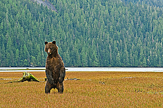 雄性,大灰熊,棕熊,站立,后腿,检查,熊,区域,北方,王子,不列颠哥伦比亚省,加拿大