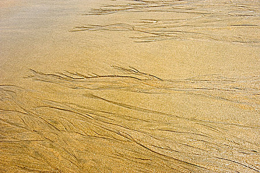 背景,沙子,纹理,海滩,彩色