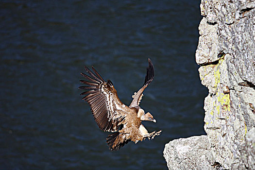 半狮半鹫的怪兽,秃鹰,降落,悬崖,石台,西班牙,欧洲