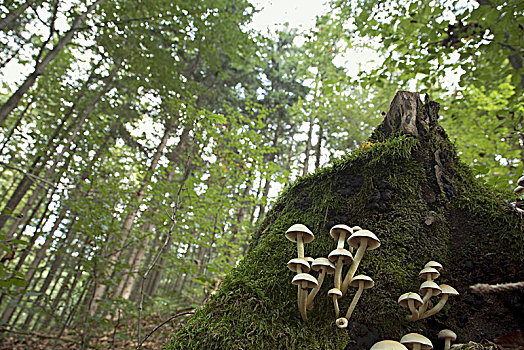 木头,树干,蘑菇,德国