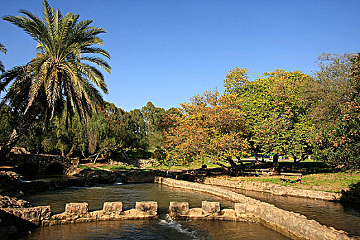 树,公园,约旦,河,以色列