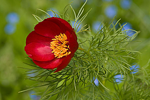 蕨类,叶子,牡丹,芍药科