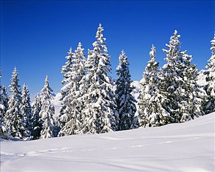 积雪,冷杉,提洛尔,奥地利