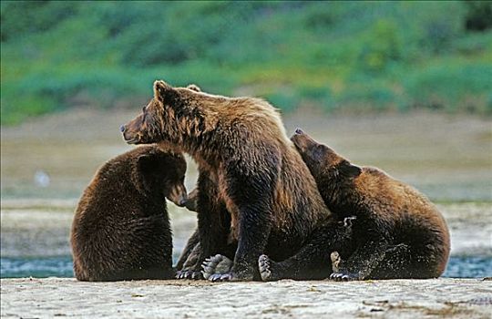 棕熊,雌性,三个,幼仔,海滩,阿拉斯加