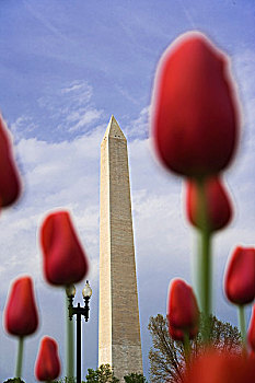 美国,华盛顿,华盛顿纪念碑,风景,红色,郁金香