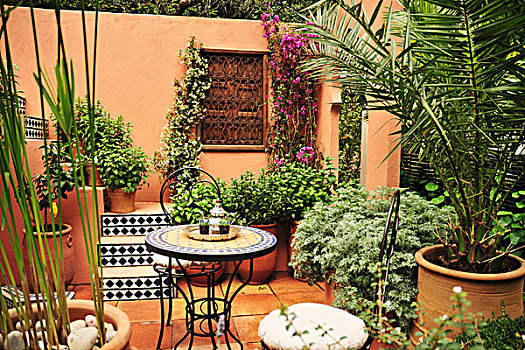 盆栽,平台,摩洛哥