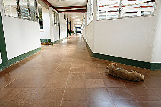 尼加拉瓜,狗,卧,医院