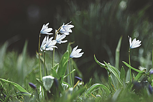 白色,海葱,花,公园