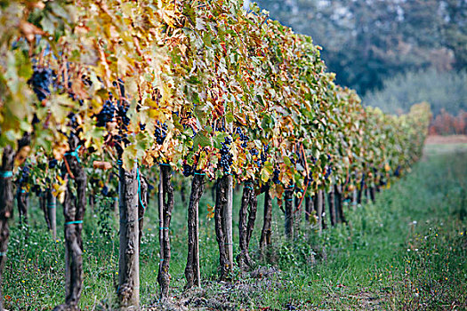 葡萄,蔓藤,葡萄园,秋天,就绪,丰收,托斯卡纳,区域,靠近,蒙蒂普尔查诺红葡萄酒