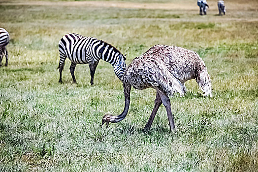 肯尼亚安博塞利国家公园食火鸡生态环境
