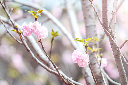 腊梅,梅花,户外