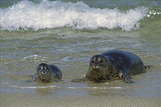 斑海豹,母兽,幼仔,岸边,蒙特利湾,加利福尼亚