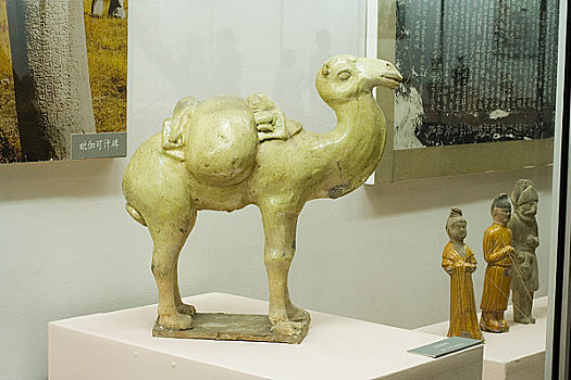 内蒙古博物馆陈列唐代黄釉骆驼