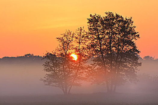 树,赤杨,晨雾,日出,自然保护区,黑森州,德国,欧洲