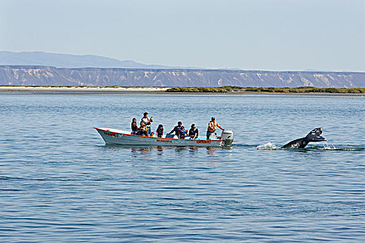 灰鲸,靠近,下加利福尼亚州,墨西哥