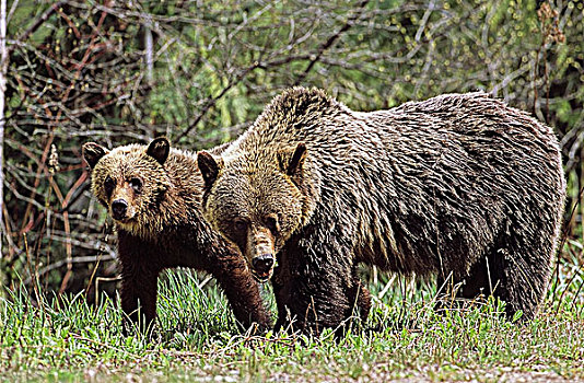 母兽,大灰熊,棕熊,幼兽,靠近,王子,不列颠哥伦比亚省,加拿大