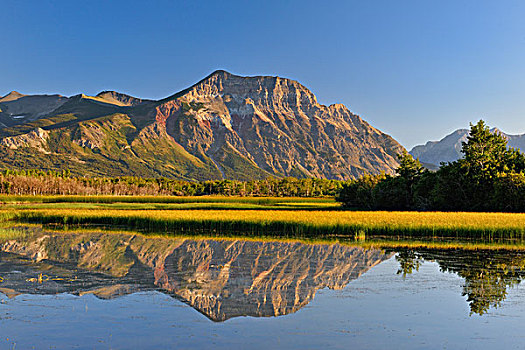 水塘,芦苇,床,反射,山脊,瓦特顿湖国家公园,艾伯塔省,加拿大