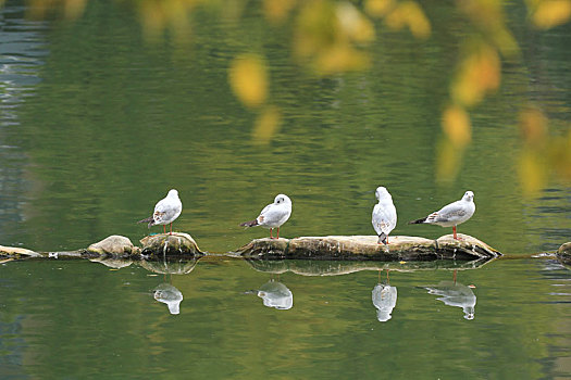 湖堤上的四只海鸥