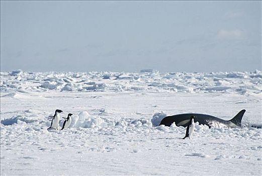 逆戟鲸,平面,靠近,阿德利企鹅,企鹅,上菜,南极