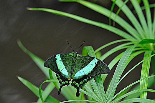 翠绿色,凤蝶,马来西亚,菲律宾