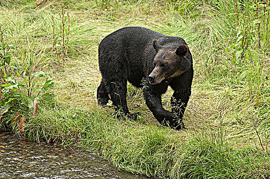 大灰熊,棕熊,旁侧,三文鱼,产卵,河流,阿拉斯加,美国