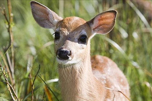 白尾鹿,明尼苏达,美国