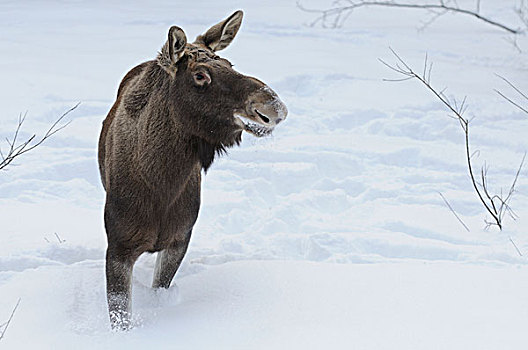 驼鹿,雪中