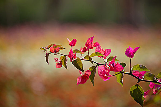 蓝天白云鲜花草地