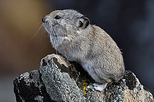鼠兔,坐,岩石上,德纳里峰国家公园,阿拉斯加,美国,北美